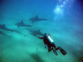 Diver with Dolphins